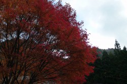 紅葉