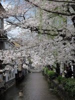 京都木屋町通りの桜