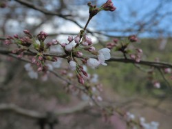 清水寺の桜