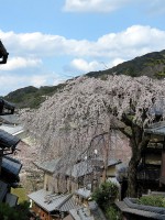 産寧坂のしだれ桜