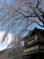 産寧坂のしだれ桜