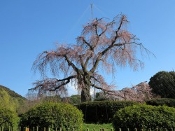 円山公園のしだれ桜