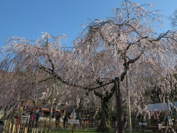 円山公園のしだれ桜