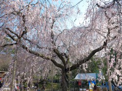 円山公園のしだれ桜