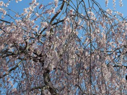円山公園のしだれ桜