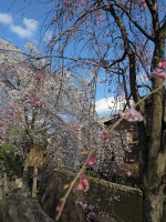 祇園白川の桜