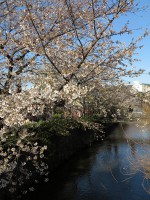 祇園白川の桜