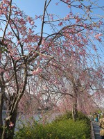 鴨川の桜