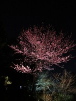 高台寺の桜
