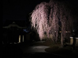 高台寺のしだれ桜