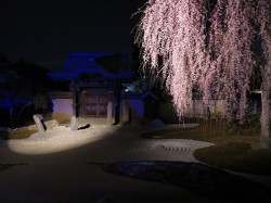 高台寺　方丈前の庭に咲くしだれ桜