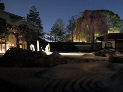 高台寺　方丈前の庭に咲くしだれ桜