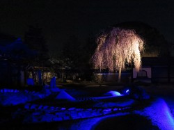 高台寺　方丈前の庭に咲くしだれ桜