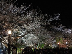 祇園白川のライトアップ