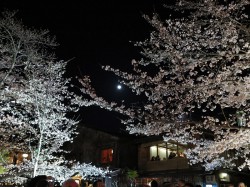 祇園白川のライトアップ