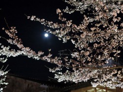桜と満月