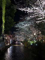 祇園白川のライトアップ