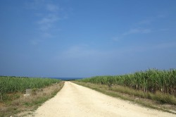 波照間の道
