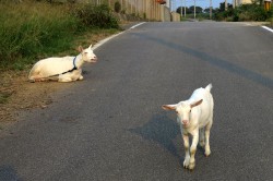 波照間島のヤギ