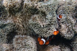 ニシ浜のクマノミ