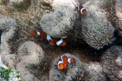 ニシ浜のクマノミ