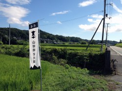 山田錦が実る田んぼ