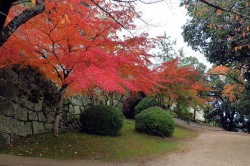 亀城の紅葉