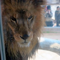 ライオン