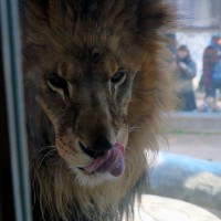 ライオン
