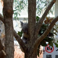 王子動物園のコアラ