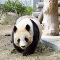 子動物園のジャイアントパンダ