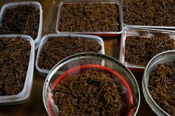 いかなごのくぎ煮