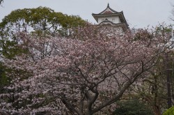 明石公園の桜