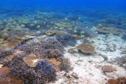 波照間島ニシ浜沖のサンゴ