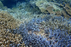 波照間島ニシ浜沖のサンゴ