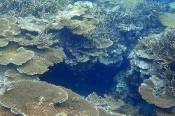 波照間島ニシ浜沖のサンゴ
