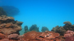 波照間島ニシ浜沖のサンゴ