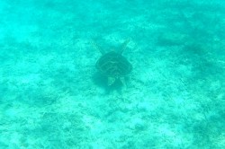 トカシクビーチのウミガメ