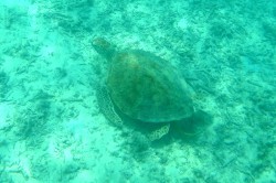 トカシクビーチのウミガメ