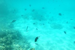 離れ島の海の中