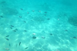 離れ島の海の中