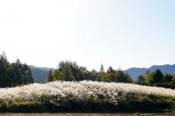 清里高原のすすき