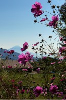 清泉寮前道路のコスモス