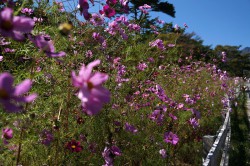 清泉寮前道路のコスモス