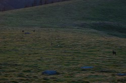 美ヶ原高原の鹿