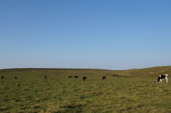 美ヶ原高原牧場