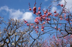 万博公園の梅林
