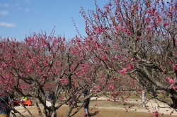 万博公園の梅林