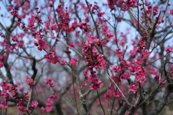 万博公園の梅林