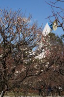 万博公園の梅林